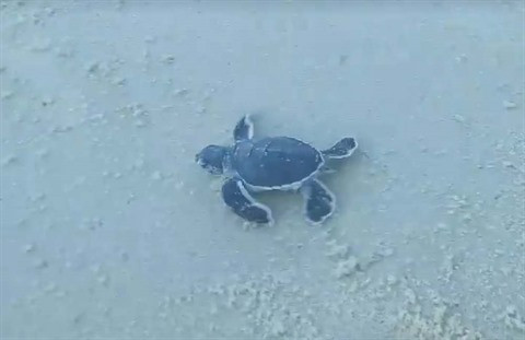 Les tortues marines bénéficient d’un coup de pouce salvateu ảnh 2