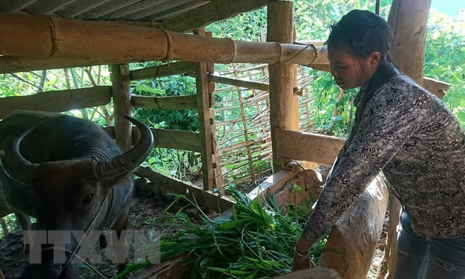 Thua Thiên-Huê accorde un fonds de 11 millions d’USD pour soutenir les habitants montagneux ảnh 1 Thua Thiên-Huê accorde un fonds de 11 millions d’USD pour soutenir les habitants montagneux ảnh 1