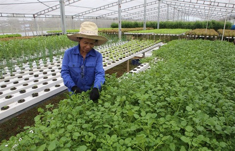 Dà Nang met le cap sur l’agriculture high-tech ảnh 1