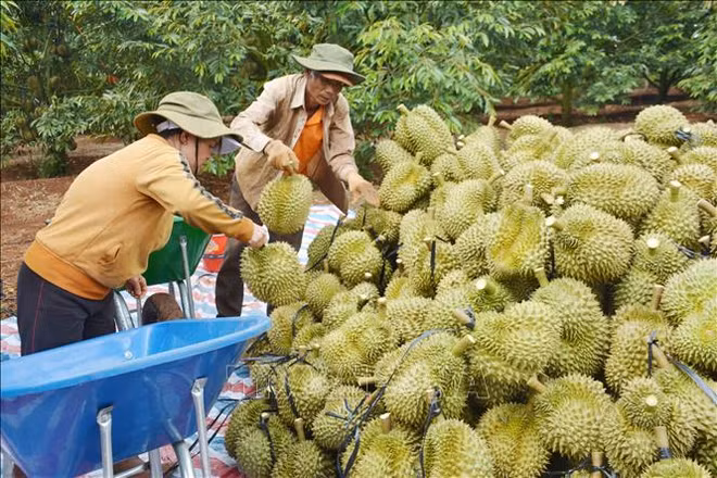 Efforts de maintenir la croissance des exportations vers la Chine ảnh 1 Efforts de maintenir la croissance des exportations vers la Chine ảnh 1