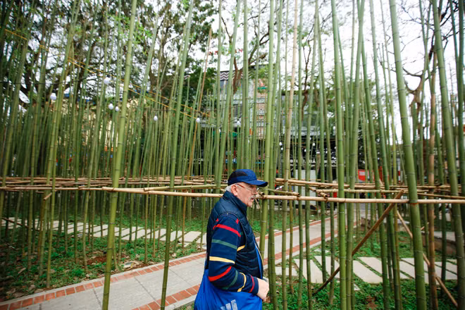 Une bambouseraie luxuriante au cœur de Hanoï ảnh 1