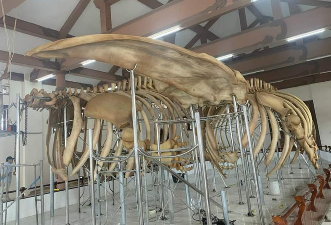 Restauration de deux squelettes de baleines datant de près de 300 ans à Ly Son ảnh 1