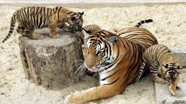 Le Vietnam ne recense que 20 tigres d'Indochine ảnh 1 Le Vietnam ne recense que 20 tigres d'Indochine ảnh 1