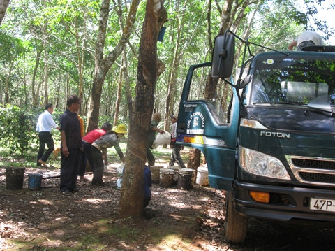 Édification de la Nouvelle ruralité chez les Êdê de Dak Lak ảnh 2 Édification de la Nouvelle ruralité chez les Êdê de Dak Lak ảnh 2