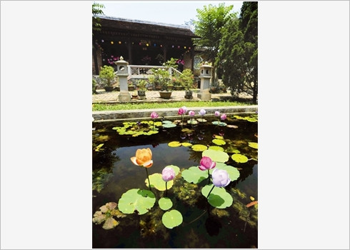 Le lotus, un emblème du Vietnam ảnh 4 Le lotus, un emblème du Vietnam ảnh 4