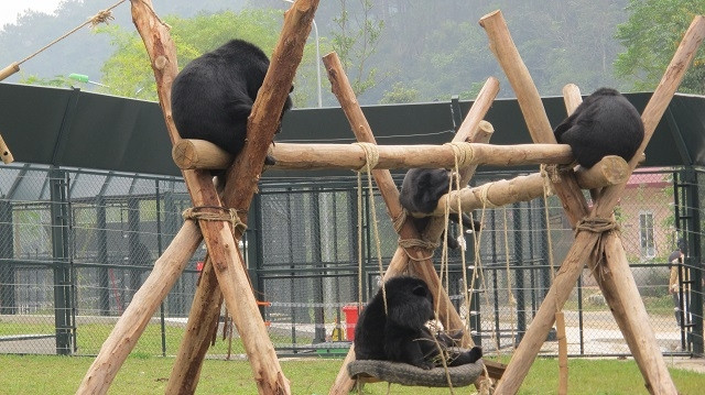 2020 : mettre fin à l'utilisation de la bile d'ours dans la médecine traditionnelle ảnh 1 2020 : mettre fin à l'utilisation de la bile d'ours dans la médecine traditionnelle ảnh 1
