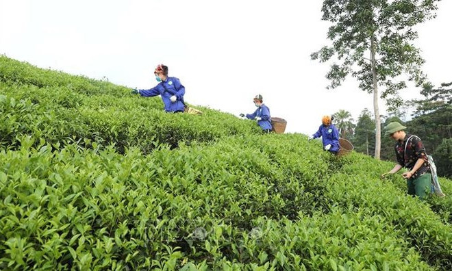La BM loue le Vietnam pour ses acquis dans la réduction de la pauvreté ảnh 1