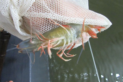 Aquaculture : Plus de 100 milliards de dôngs pour contrôler les épidémies ảnh 1 Aquaculture : Plus de 100 milliards de dôngs pour contrôler les épidémies ảnh 1