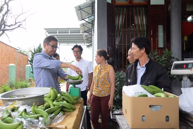 Lam Dong exporte des bananes Laba vers le Japon ảnh 1