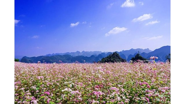 Bientôt la 4ème fête des fleurs de sarrasins sur le plateau karstique de Dông Van ảnh 1 Bientôt la 4ème fête des fleurs de sarrasins sur le plateau karstique de Dông Van ảnh 1