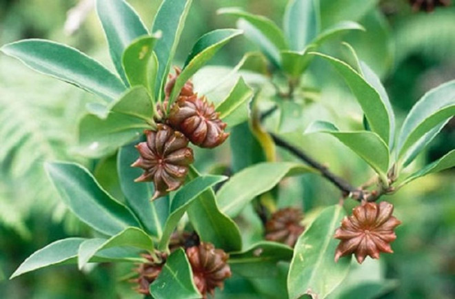 Vers un développement durable des filières de la cannelle et de l’anis étoilé ảnh 1 Vers un développement durable des filières de la cannelle et de l’anis étoilé ảnh 1