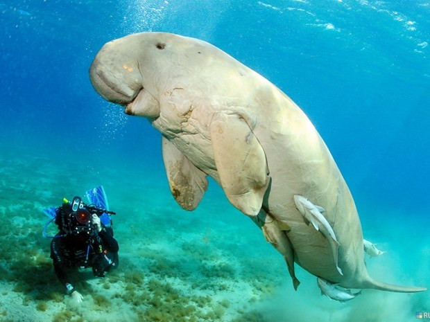 Zone de préservation maritime de Phu Quôc : harmonie entre préservation et développement ảnh 2 Zone de préservation maritime de Phu Quôc : harmonie entre préservation et développement ảnh 2