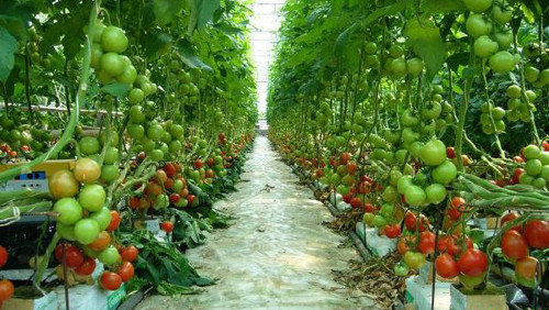 Vietnam-Japon: Accélérer la coopération commerciale dans le secteur agricole ảnh 1 Vietnam-Japon: Accélérer la coopération commerciale dans le secteur agricole ảnh 1