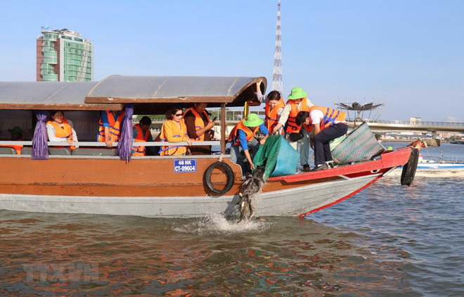 Près de 5,3 millions d’animaux aquatiques reproducteurs relâchés dans le golfe du Bac Bo ảnh 1 Près de 5,3 millions d’animaux aquatiques reproducteurs relâchés dans le golfe du Bac Bo ảnh 1