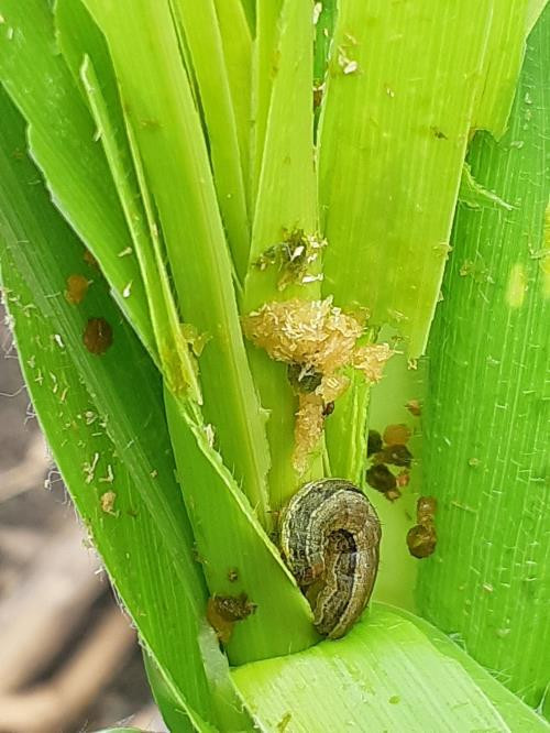 Agriculture : colloque international sur la légionnaire d’automne ảnh 1 Agriculture : colloque international sur la légionnaire d’automne ảnh 1