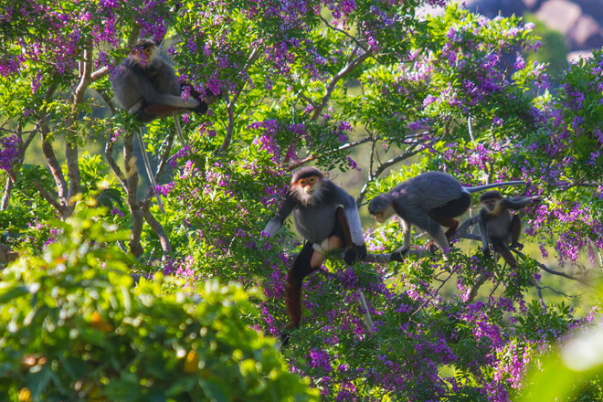 Les primates rares à Da Nang font face à de sérieuses difficultés ảnh 1