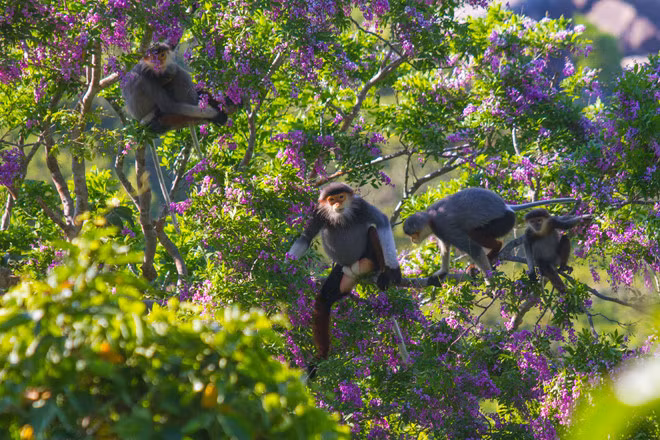 Les primates rares à Da Nang font face à de sérieuses difficultés ảnh 1