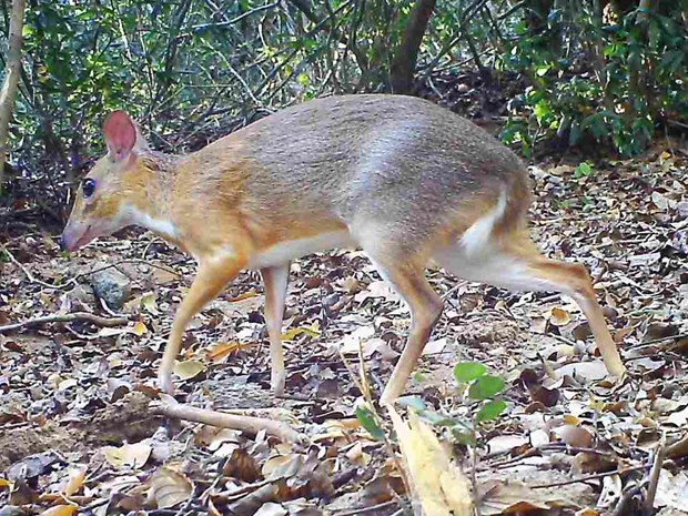 Le chevrotain à dos argenté existe encore au Vietnam ảnh 1 Le chevrotain à dos argenté existe encore au Vietnam ảnh 1