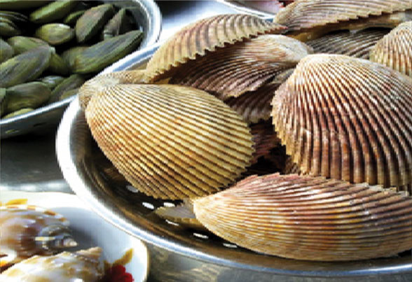Augmentation des exportations de mollusques bivalves en UE ảnh 1 Augmentation des exportations de mollusques bivalves en UE ảnh 1