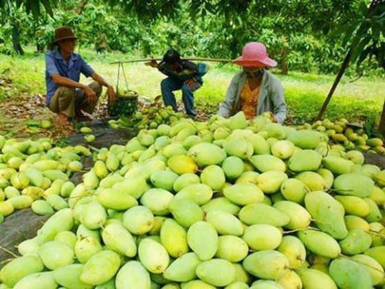 Les fruits locaux s'efforcent de reconquérir le marché national ảnh 1 Les fruits locaux s'efforcent de reconquérir le marché national ảnh 1
