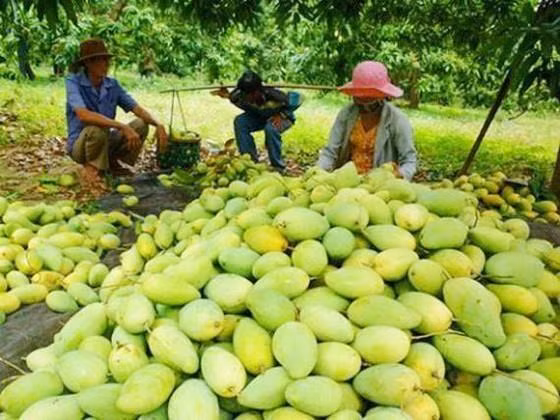 Les fruits locaux s'efforcent de reconquérir le marché national ảnh 1 Les fruits locaux s'efforcent de reconquérir le marché national ảnh 1