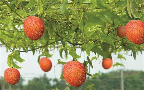La momordique, le fruit rouge du Têt ảnh 1 La momordique, le fruit rouge du Têt ảnh 1
