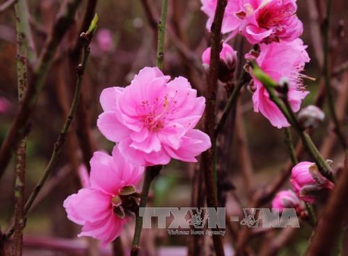 Au village de Nhât Tân, les fleurs de pêcher de toujours sourient au vent de l’Est ảnh 1 Au village de Nhât Tân, les fleurs de pêcher de toujours sourient au vent de l’Est ảnh 1