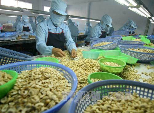 Le Vietnam vise 4 milliards de dollars d'exportation de noix de cajou en 2020 ảnh 1 Le Vietnam vise 4 milliards de dollars d'exportation de noix de cajou en 2020 ảnh 1