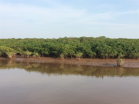 Les mangroves reculent, l’érosion côtière menace ảnh 1