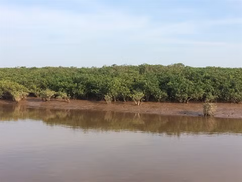 Les mangroves reculent, l’érosion côtière menace ảnh 1 Les mangroves reculent, l’érosion côtière menace ảnh 1