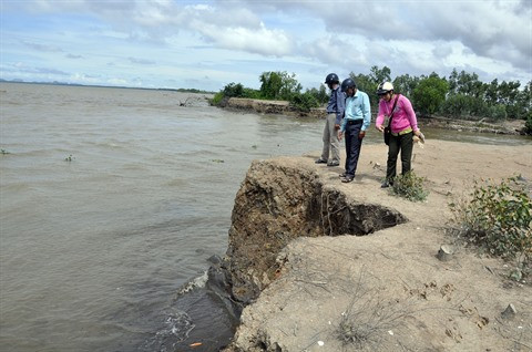 Les mangroves reculent, l’érosion côtière menace ảnh 2 Les mangroves reculent, l’érosion côtière menace ảnh 2