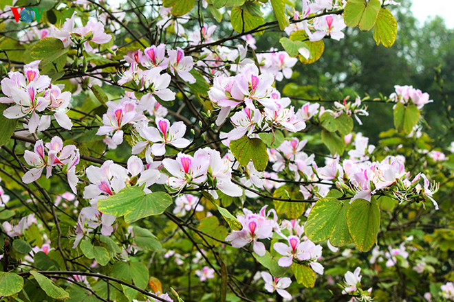 Dien Bien se prépare pour la fête des fleurs de bauhinia ảnh 1 Dien Bien se prépare pour la fête des fleurs de bauhinia ảnh 1