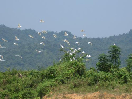 Canon Vietnam lance un programme de reboisement à Thanh Hoa ảnh 2