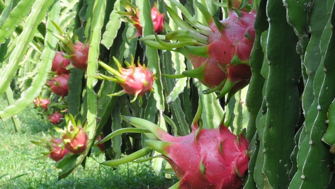 Exportation de fruits du dragon à chair rouge vers l’Australie ảnh 1 Exportation de fruits du dragon à chair rouge vers l’Australie ảnh 1