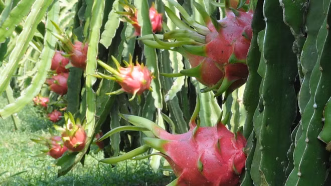 Exportation de fruits du dragon à chair rouge vers l’Australie ảnh 1 Exportation de fruits du dragon à chair rouge vers l’Australie ảnh 1