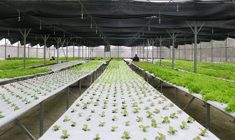 Les entreprises japonaises cherchent à doper leurs exportations agricoles au Vietnam ảnh 3 Les entreprises japonaises cherchent à doper leurs exportations agricoles au Vietnam ảnh 3