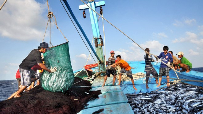 Mesures urgentes prises pour répondre à l'avertissement de l'UE sur la pêche INN ảnh 1 Mesures urgentes prises pour répondre à l'avertissement de l'UE sur la pêche INN ảnh 1