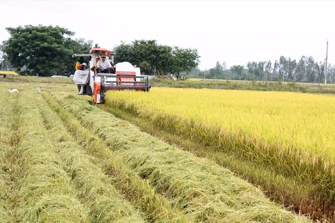 Une variété de riz du Vietnam au top 3 mondial en 2017 ảnh 1