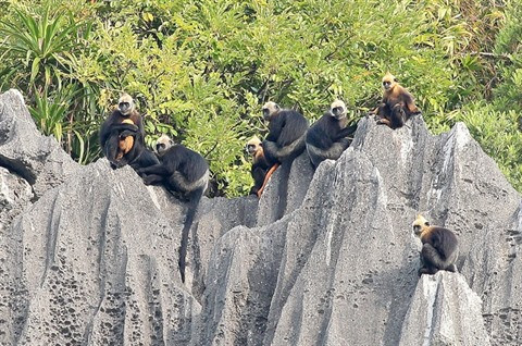Cát Bà, un sanctuaire des espèces menacées d'extinction ảnh 1 Cát Bà, un sanctuaire des espèces menacées d'extinction ảnh 1