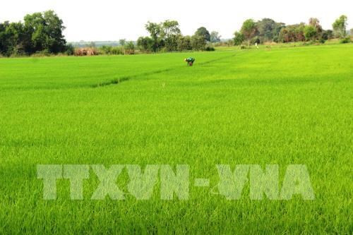 Riziculture: Hau Giang expérimente des produits bio sud-coréens ảnh 1 Riziculture: Hau Giang expérimente des produits bio sud-coréens ảnh 1