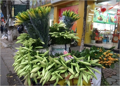 Le lys blanc, symbole du mois d’avril à Hanoi ảnh 1 Le lys blanc, symbole du mois d’avril à Hanoi ảnh 1