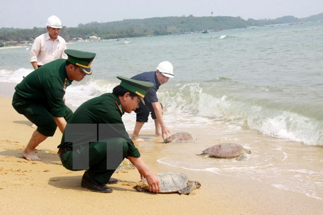 Le Vietnam lance un plan pour la conservation des tortues marines ảnh 1 Le Vietnam lance un plan pour la conservation des tortues marines ảnh 1