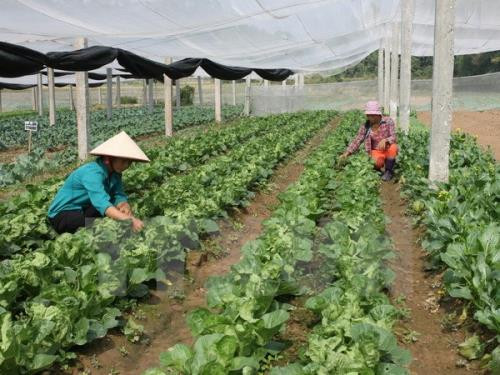 Agriculture : Nam Dinh et Miyazaki (Japon) renforcent leur coopération ảnh 1 Agriculture : Nam Dinh et Miyazaki (Japon) renforcent leur coopération ảnh 1