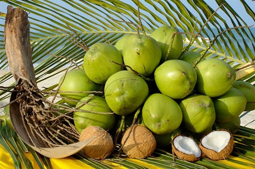 Bên Tre: Les produits à base de coco sont prisés en Asie ảnh 1 Bên Tre: Les produits à base de coco sont prisés en Asie ảnh 1