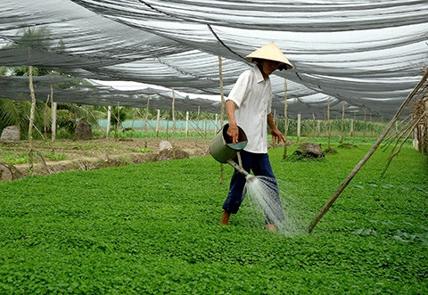 Le fonds d’assistance aux agriculteurs de HCM-Ville en action ảnh 1 Le fonds d’assistance aux agriculteurs de HCM-Ville en action ảnh 1