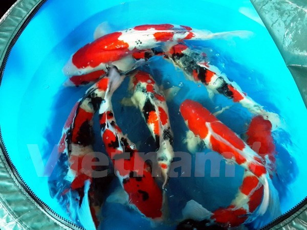 Vinh Long coopère avec Israël dans l'agriculture high-tech ảnh 1 Vinh Long coopère avec Israël dans l'agriculture high-tech ảnh 1