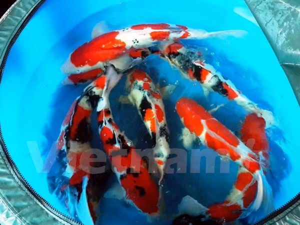 Vinh Long coopère avec Israël dans l'agriculture high-tech ảnh 1 Vinh Long coopère avec Israël dans l'agriculture high-tech ảnh 1