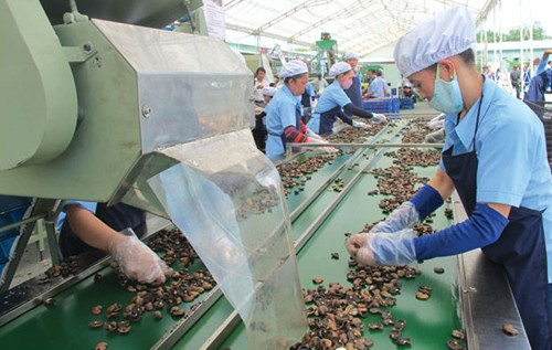 Exportation de noix de cajou : le Vietnam conserve son trône sur le marché mondial ảnh 1 Exportation de noix de cajou : le Vietnam conserve son trône sur le marché mondial ảnh 1