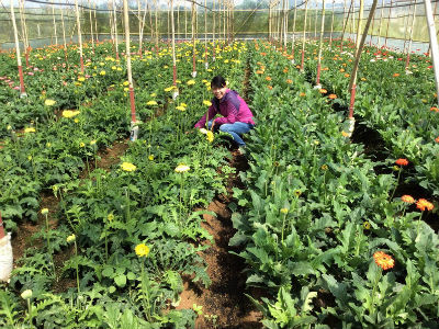 L’agriculture attire de plus en plus les investisseurs japonais ảnh 1 L’agriculture attire de plus en plus les investisseurs japonais ảnh 1
