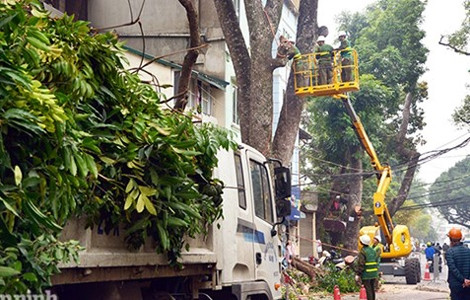 Des opérations d’élagages plus sûrs à Hanoi ảnh 1 Des opérations d’élagages plus sûrs à Hanoi ảnh 1
